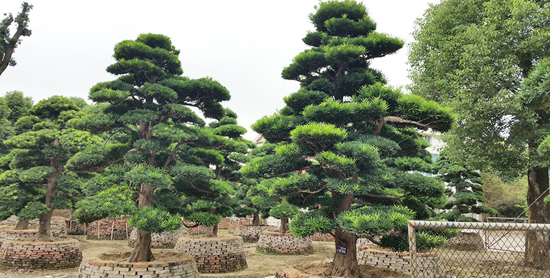 AG真人平台(中国)官方网站